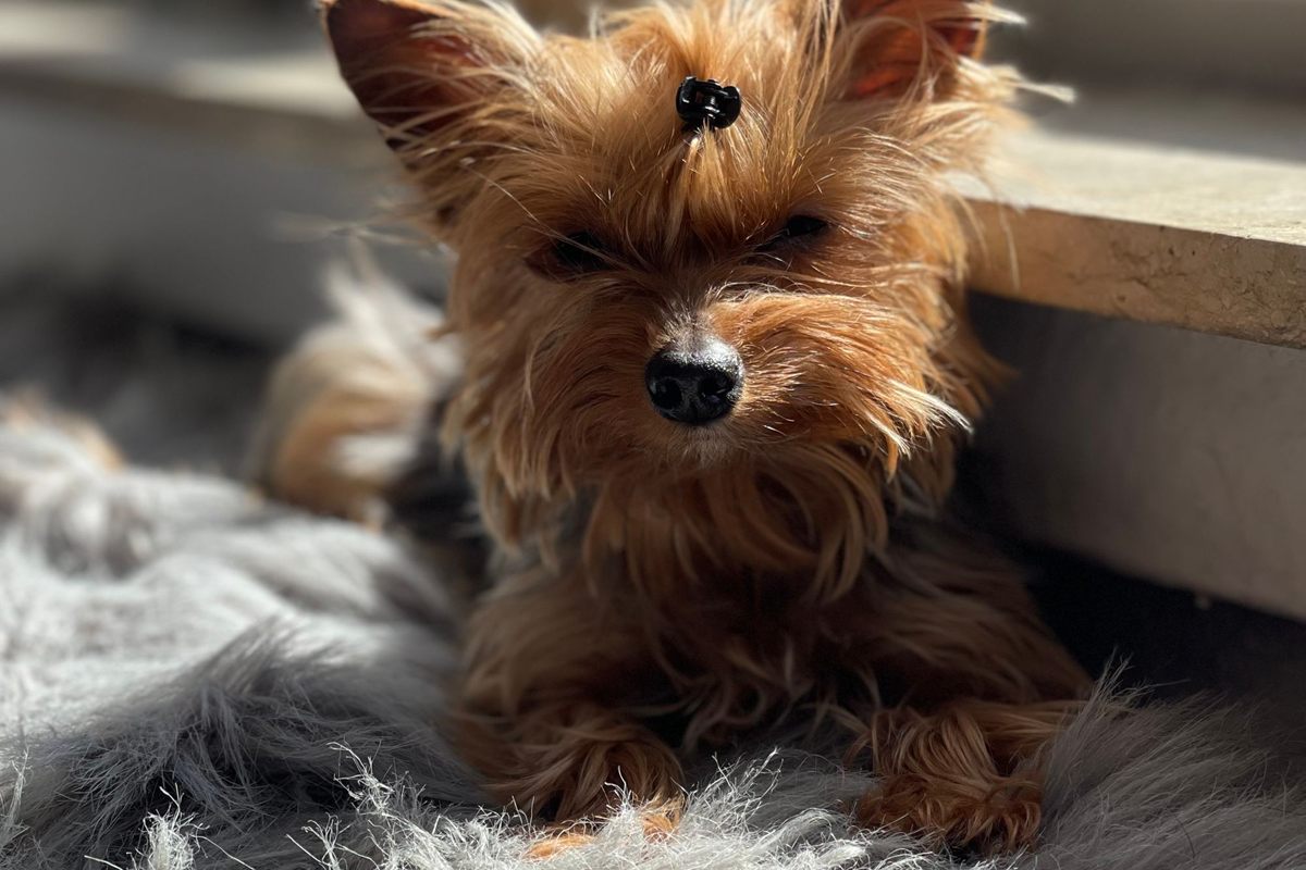 A small terrier lying on a deep-pile rug