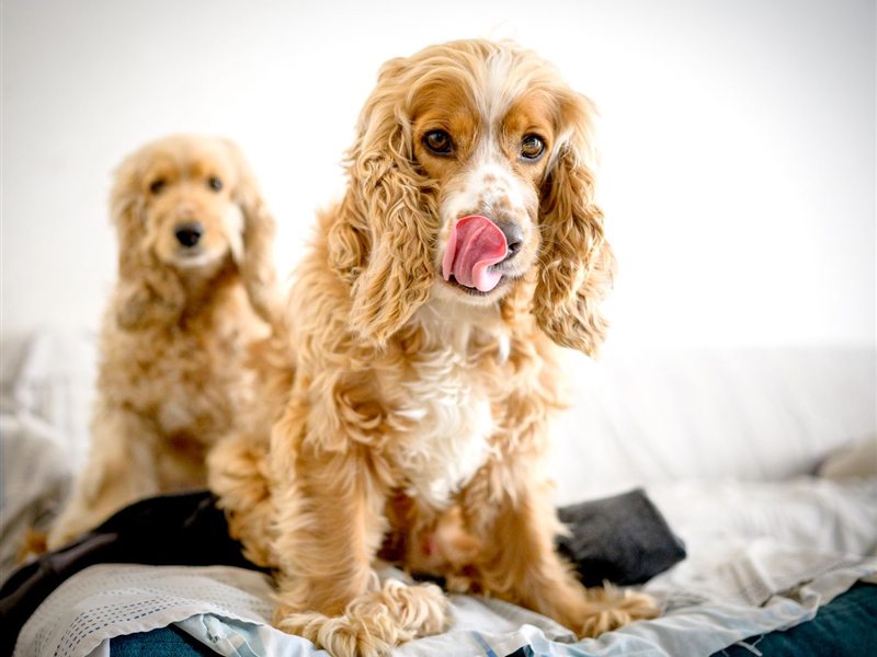 Two spaniels sitting on a bed